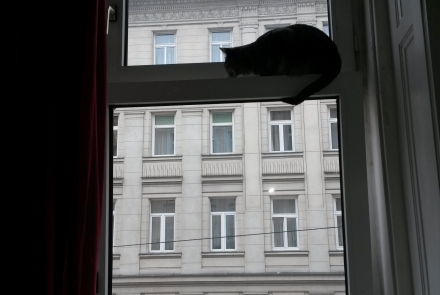 Fensterbild 2 mit Katze ©wienwork