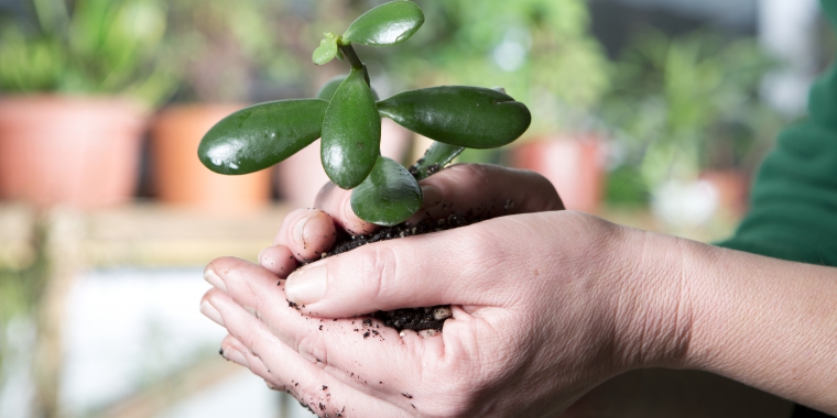 Headerbild- kleine grüne Pflanze © wienwork