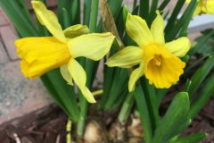 Ein kleiner Frühlingsgruß © wienwork Ein kleiner Frühlingsgruß © wienwork